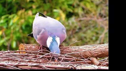 Pigeon/Pigeon's