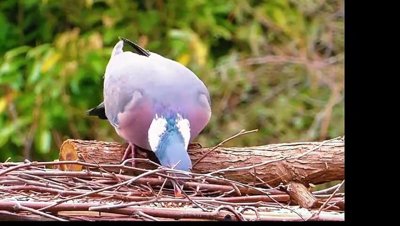Pigeon/Pigeon's