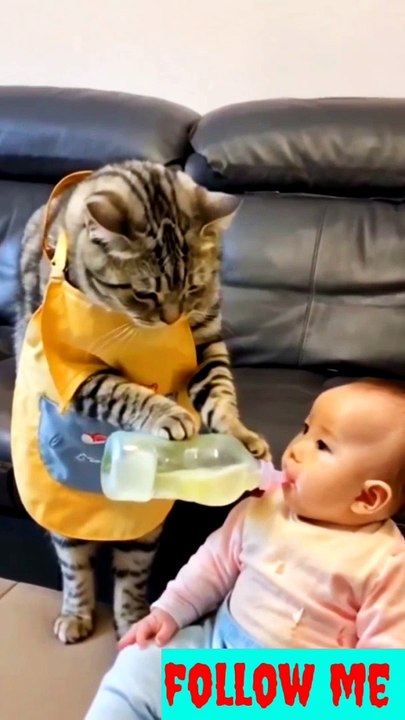 Funny cat #naturalbeauty933#natural#beauty#night#hotvideo#foryou#trenfungvideo#trendvideo#newvideo#dailymotion#sgortvideo#animals#catfunny#funnycat