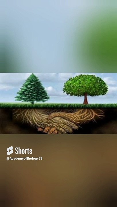 plants communication in Urdu | پودے کیسے ایک دوسرے سے بات کرتے ہیں ؟ | #shorts #viral #viralvideo