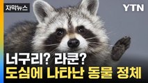 [자막뉴스] 