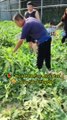 Big watermelons, big smiles.  Happy harvesting da