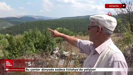 Bu çamlar dünyada sadece Kütahya'da yetişiyor