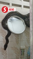 Python falls through ceiling of Kuala Pilah house