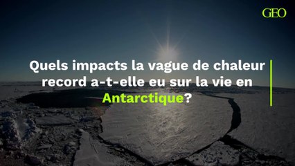 Quels impacts la vague de chaleur record a-t-elle eu sur la vie en Antarctique?