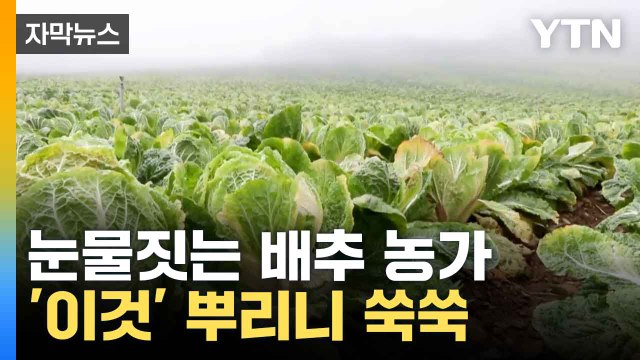 [자막뉴스] 전국 최대 규모 고랭지 단지 '쑥대밭'...죽어가던 배추 살린 '이것' / YTN