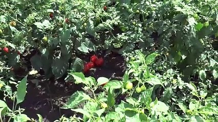 Côte d'Ivoire : Résumé du Conseil des Ministres du 5 septembre 2024 #RTIinfo