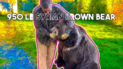 Gentle Giant | Leo the Syrian Brown Bear