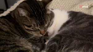 Elle pense adopter un chat de refuge : le retour à la maison ne se passe pas tout à fait comme prévu