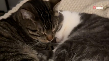 Elle pense adopter un chat de refuge : le retour à la maison ne se passe pas tout à fait comme prévu