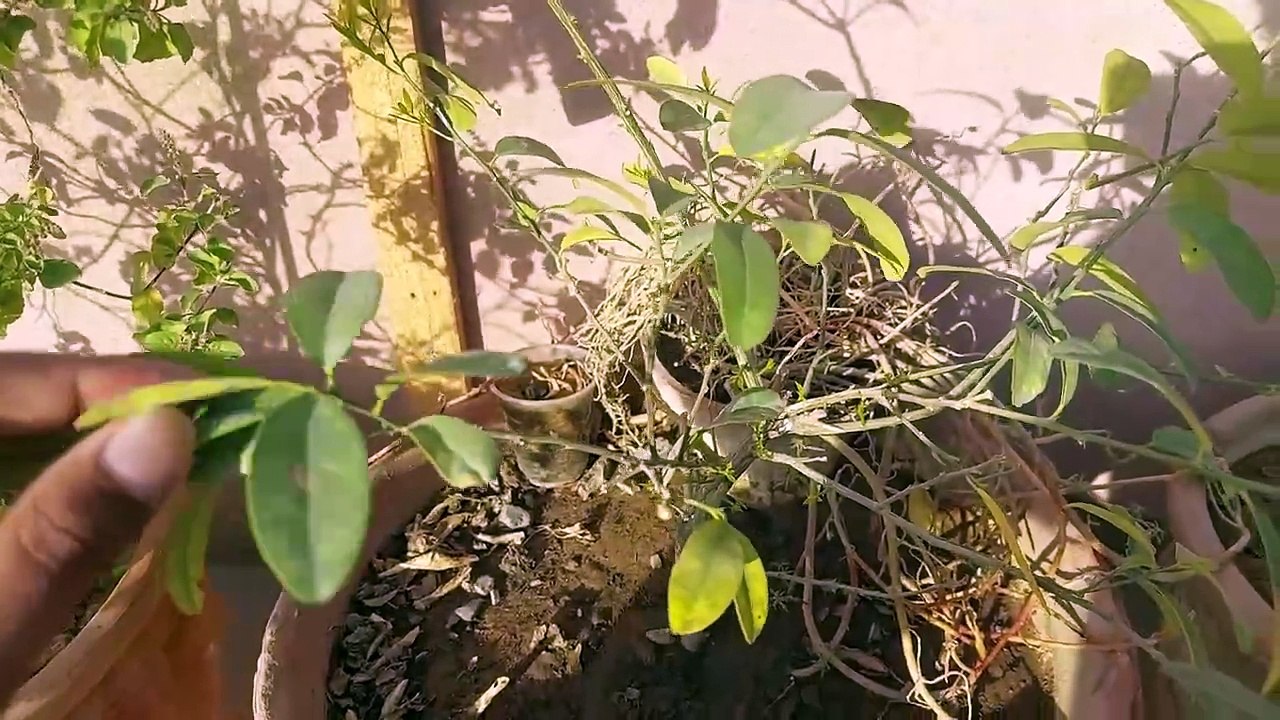 Lemon Plant Care tips and update l لیموں کے پودوں کی دیکھ بھال l नींबू के पौधे की देखभाल और टिप्स