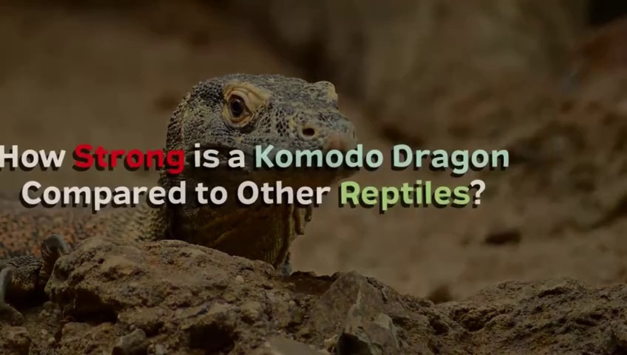 How Strong is a Komodo Dragon Compared to Other Reptiles？
