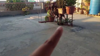 Aloevera plant care and transplant एलोविरा ایلو ویرا