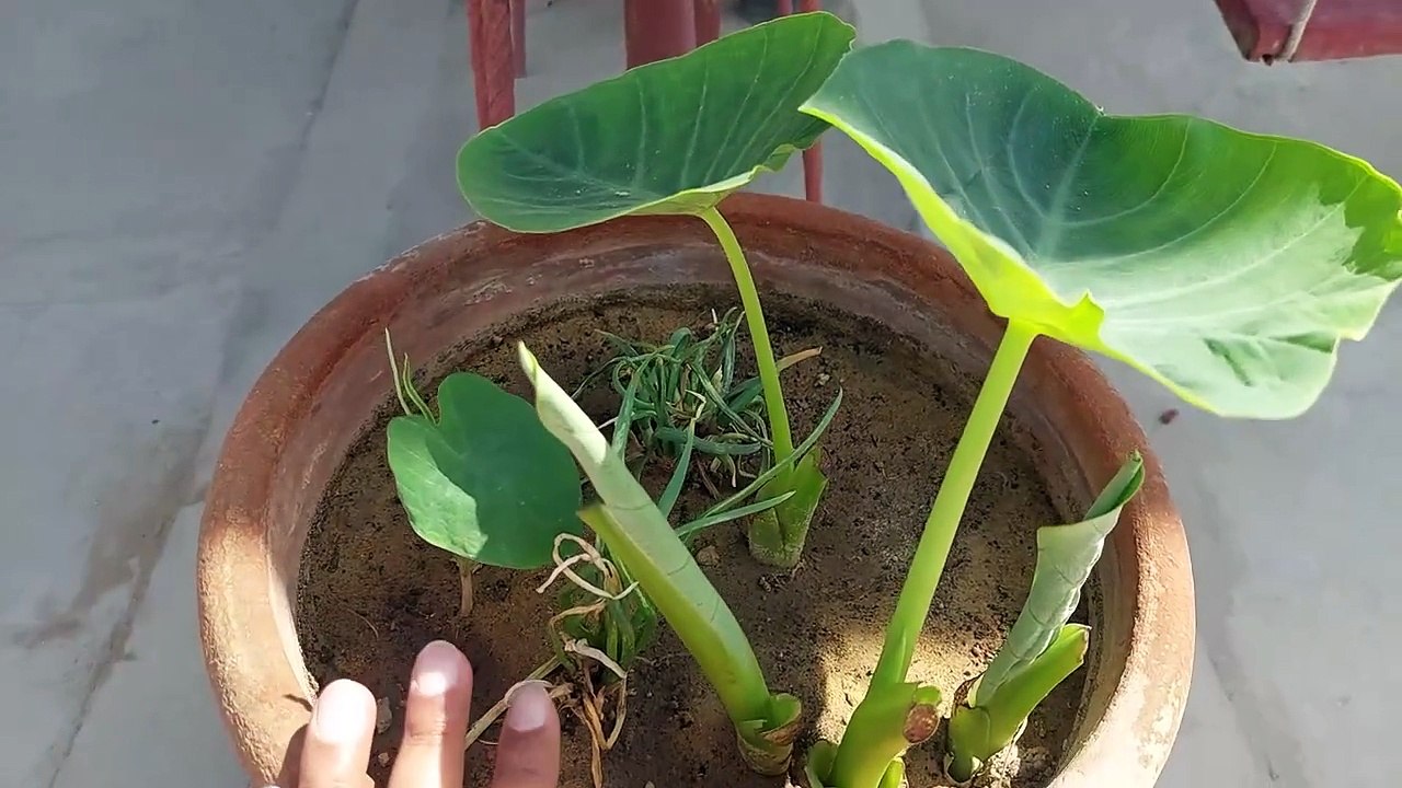 Arvi plant care + tips and results l अरवी के पौधे की देखभाल + युक्तियाँ और परिणाम