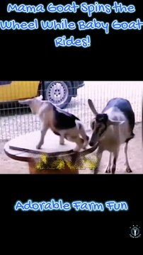 Adorable Farm Fun- Mama Goat Spins the Wheel While Baby Goat Rides, Sheep Rams Fisherman from Behind