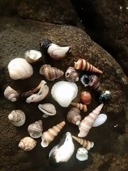 Beautiful sea shells at ware beach, Ratnagiri.