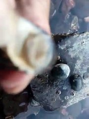Alive sea snails at ware beach,Ratnagiri..