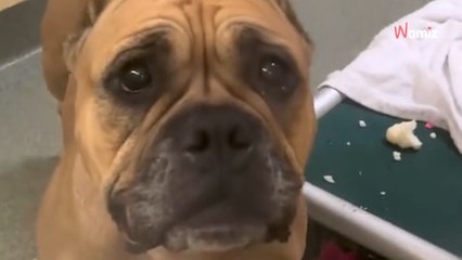 "De retour au refuge" : le visage de ce chien dans son box bouleverse les bénévoles (Vidéo)