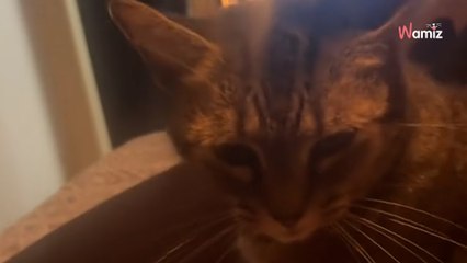 Cat spots its owner crying in pain, what it does next leaves everyone speechless