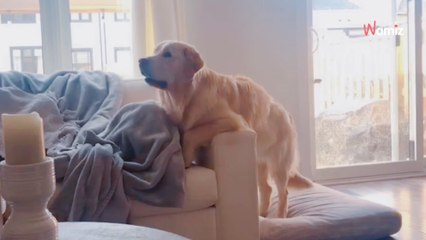 Golden Retriever's reaction to a Disney character will melt your heart (video)