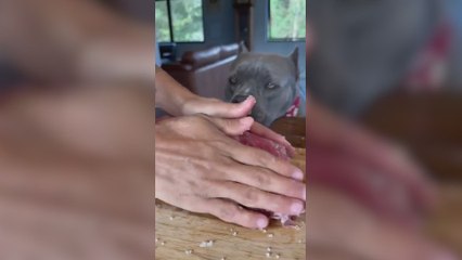 Prepara tal banquete de comida a sus perros que a los propios humanos se le hace la boca agua