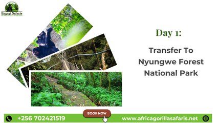 Enjoy 10 Days Chimpanzee, Gorillas, Golden Monkey, Uganda And Rwanda