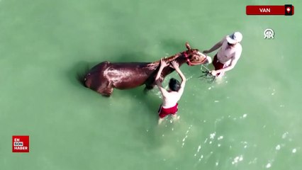 Şampiyon atlar Van Gölü'nün tuzlu ve sodalı suyunda form tutuyor