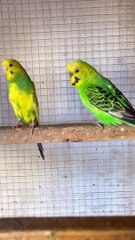 #trending #viral #usa #shortvideo #baby #parrot #parrotlover #parrottalking