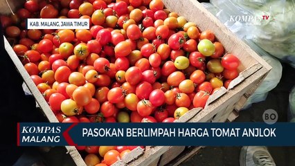 Pasokan Berlimpah Harga Tomat Anjlok