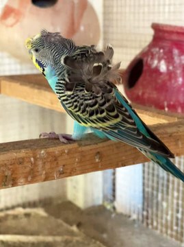 #trending #viral #usa #shortvideo #baby #parrot #parrotlover #parrottalking