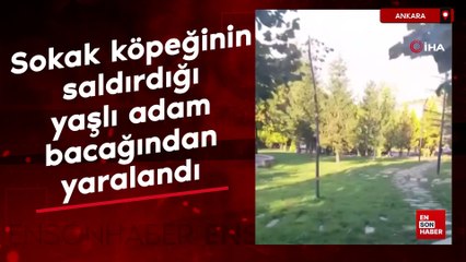 Ankara'da sokak köpeğinin saldırdığı yaşlı adam bacağından yaralandı