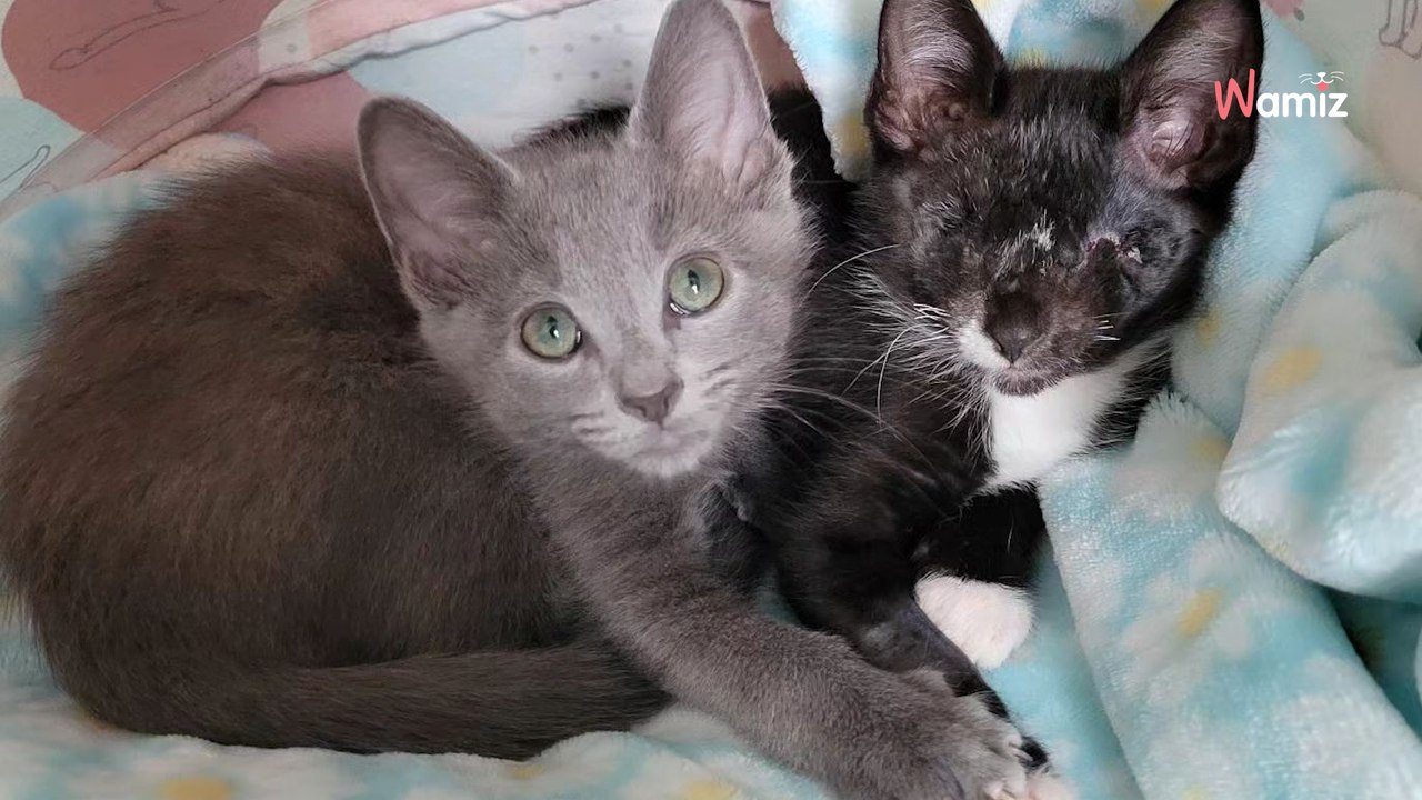 Ce chaton aveugle et son meilleur ami sont inséparables : leur amitié va vous émouvoir