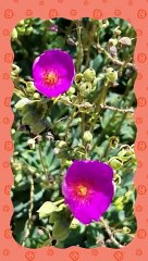 Learn to Count in Spanish with Baby Nina