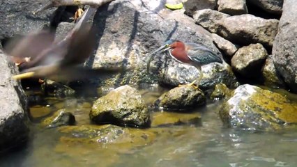 How high is a bird IQ. Use bread as bait to 'fish' Fishing friends- Break the defense and go home with the rod