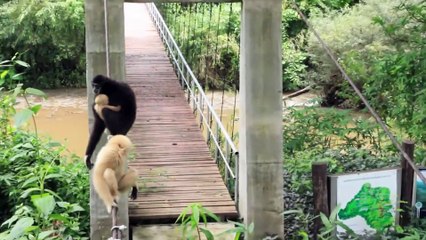 Humans and wild gibbons live in harmony and have fun!