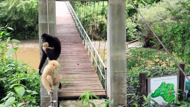 Humans and wild gibbons live in harmony and have fun!