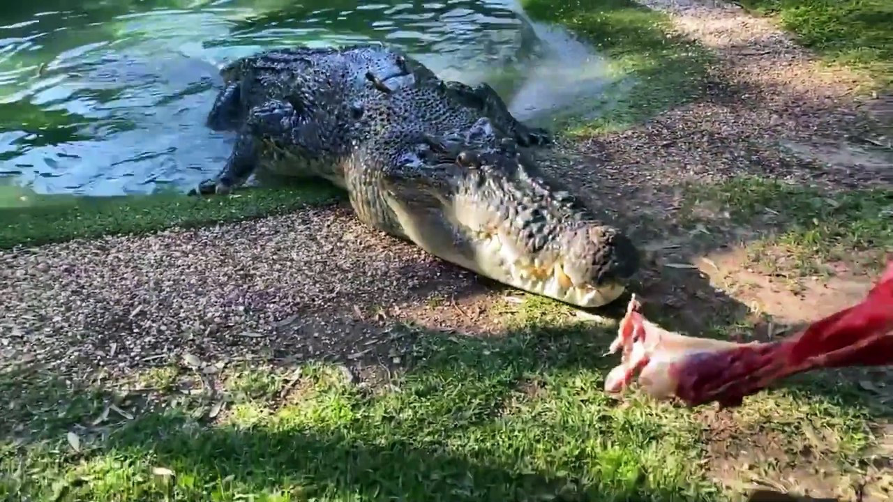 How strong is a crocodile bite. Easily bite into the big bones of cows and pigs' heads, almost instantaneously 'seconds into slag