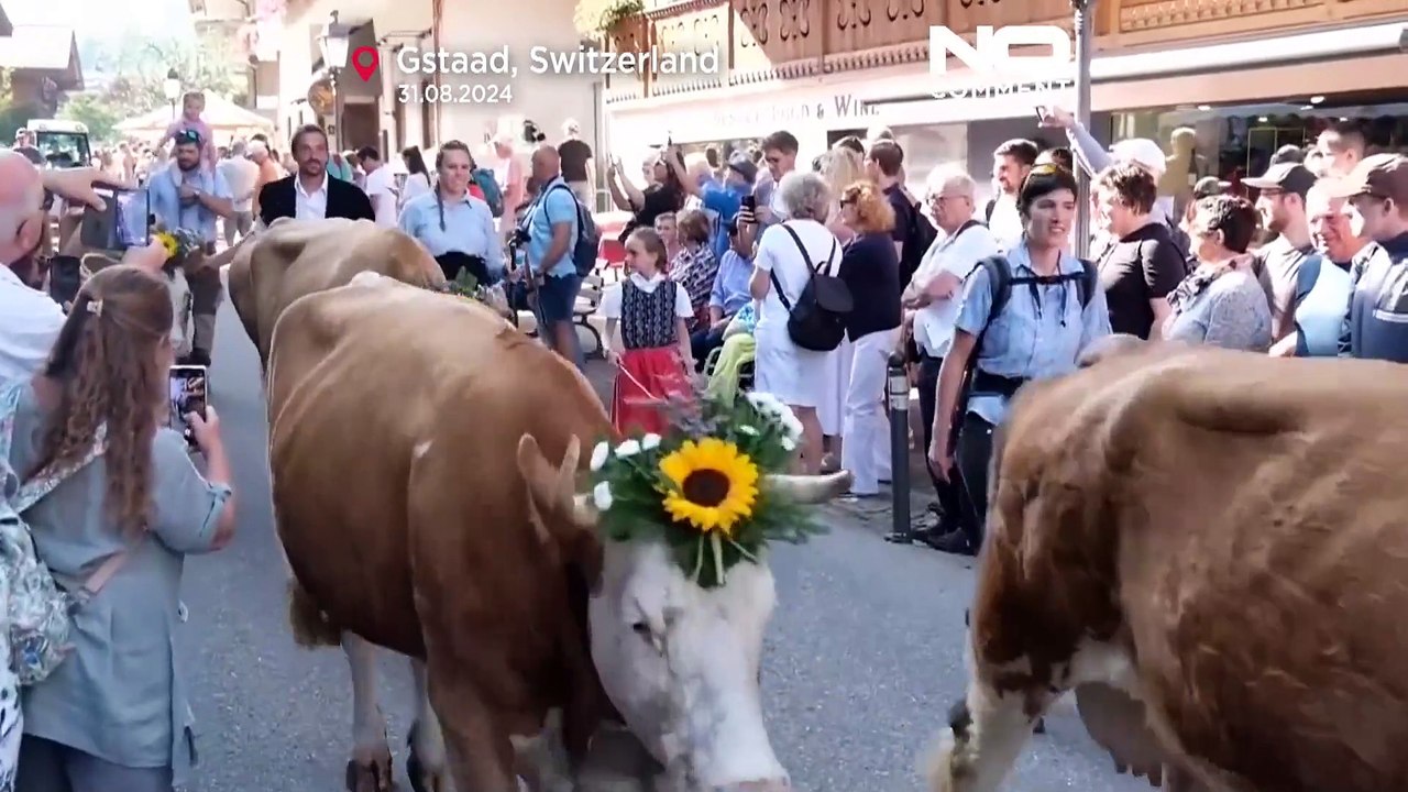 200 Kühe ziehen durch den Nobelort Gstaad