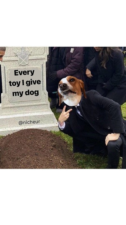 Dog Funny Video