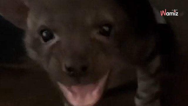 « Tu achètes un chiot sur Internet et c’est en fait une hyène » : 63 millions de personnes sont bouche bée