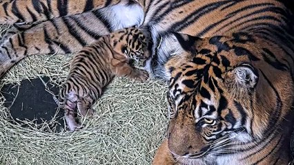 tigre da sumatra cria