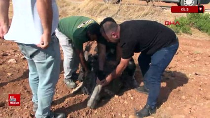 Kilis'te deve kuşu bulundu