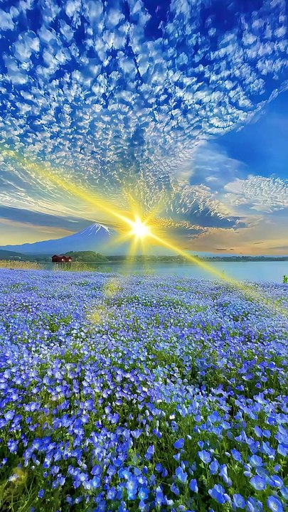 Nature _11