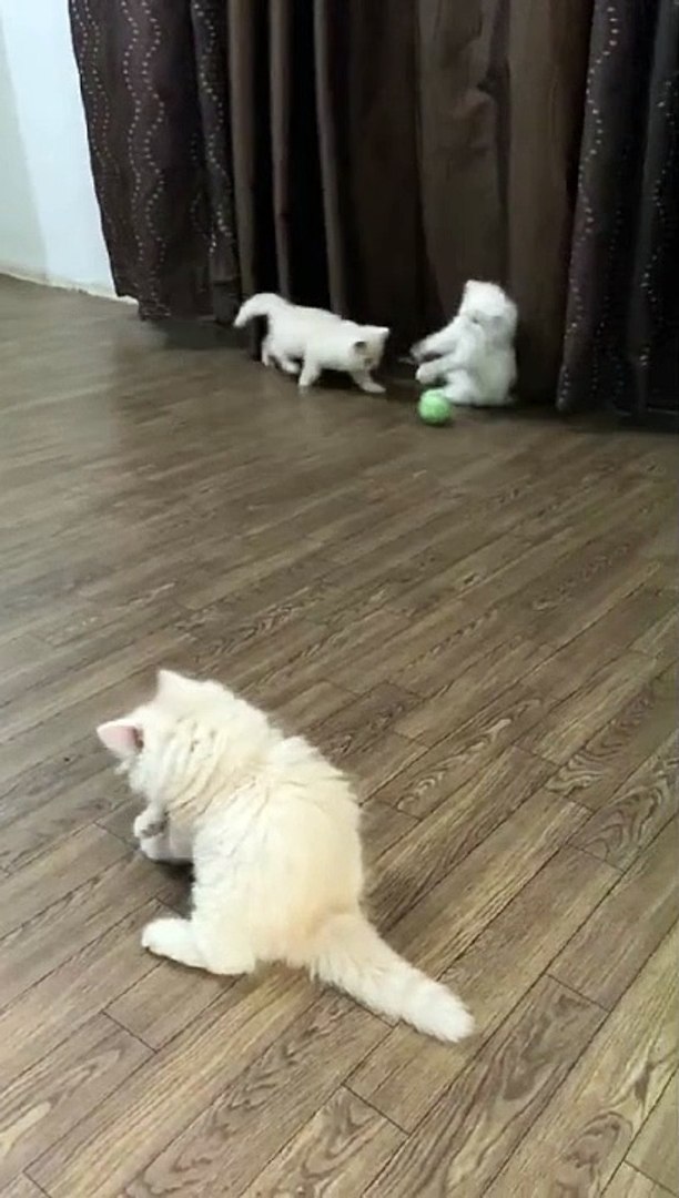 ⁣#cat #cat lovers#cat playing time