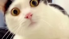 Funny Cats#shorts