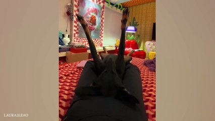 You Can t Stop Laughing At These Funny Dogs  New Funniest Animal Videos