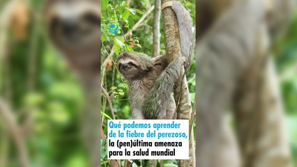 Qué podemos aprender de la fiebre del perezoso, la (pen)última amenaza para la salud mundial