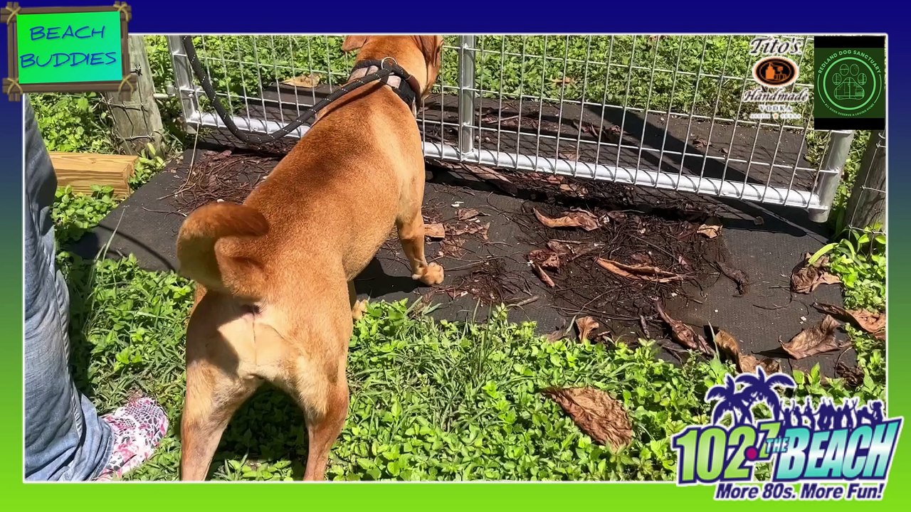 REDLAND DOG