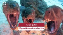 «كائن غريب» ماذا نعرف عن السمكة المرعبة؟
