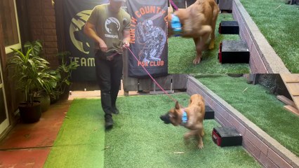 Imprinting and Nosework Video 2